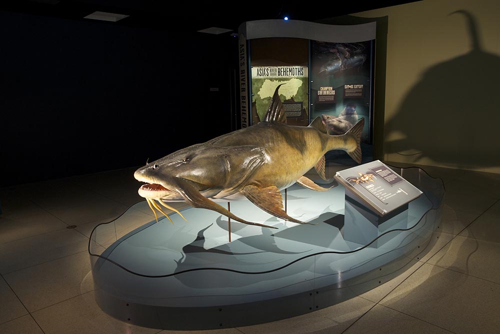 Life-size model of Goonch Catfish