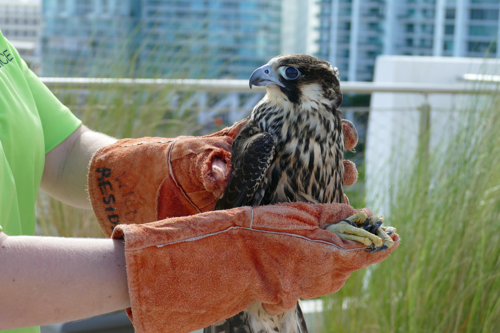 Falcon about to be released