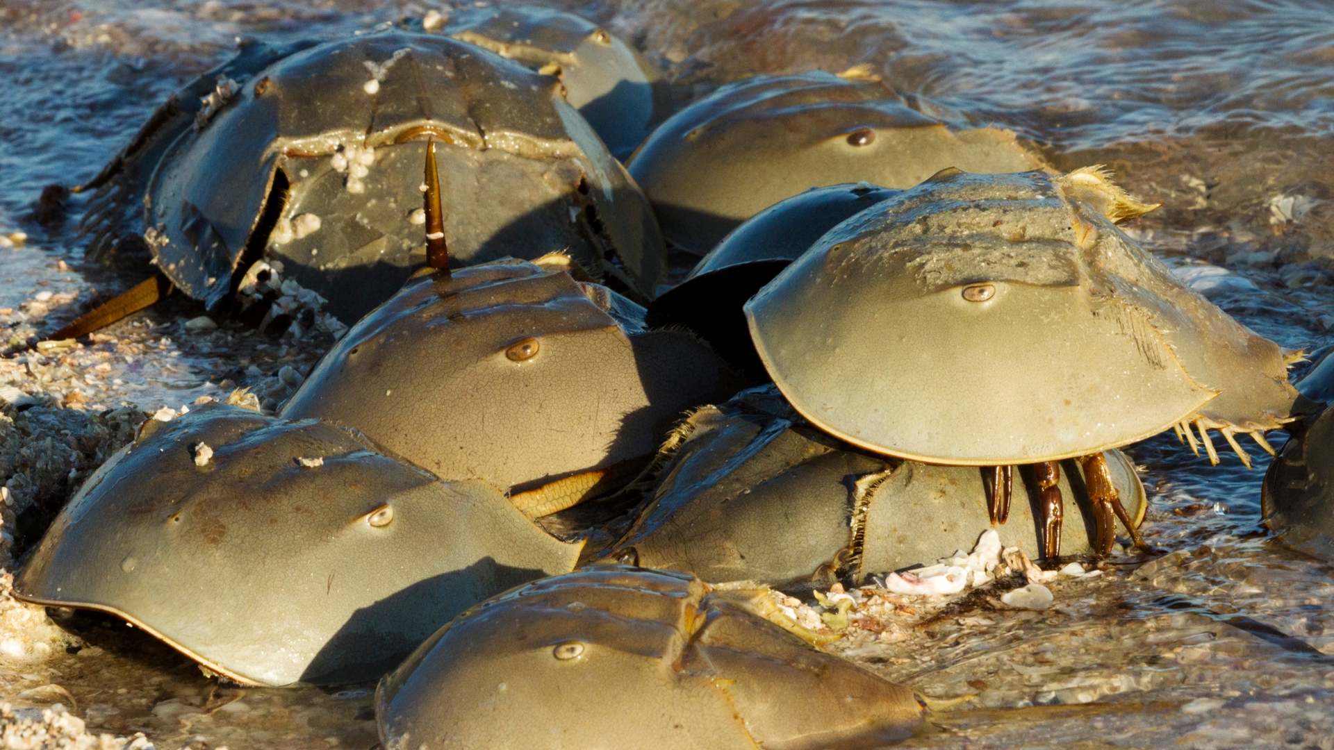 horseshoe crabs