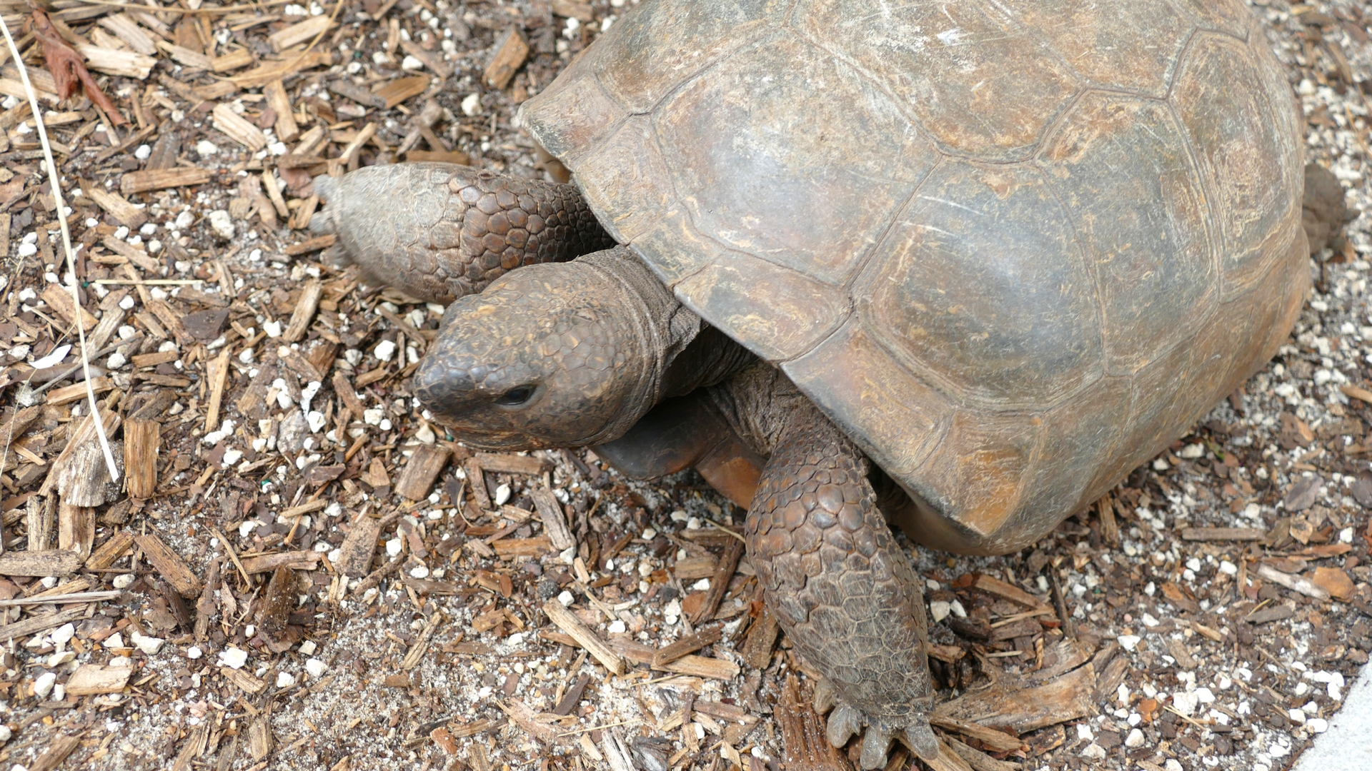 Frost Science's resident gopher tortoise