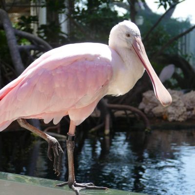 pink bird from Florida