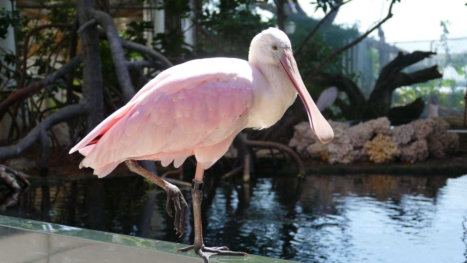 pink bird from Florida