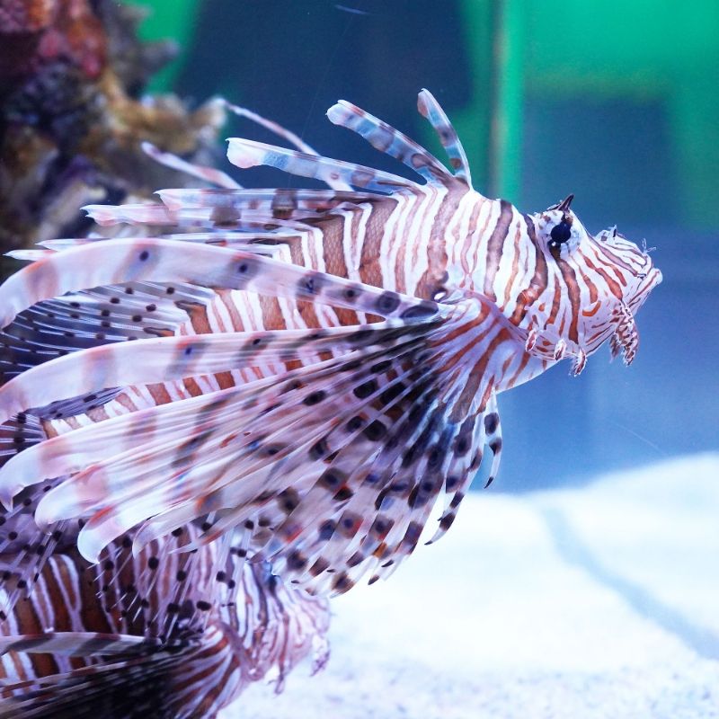 Lionfish Bowl