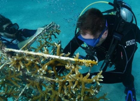 Florida’s Coral Reef Restoration