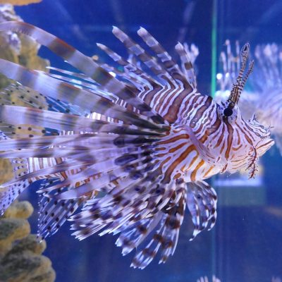 lionfish