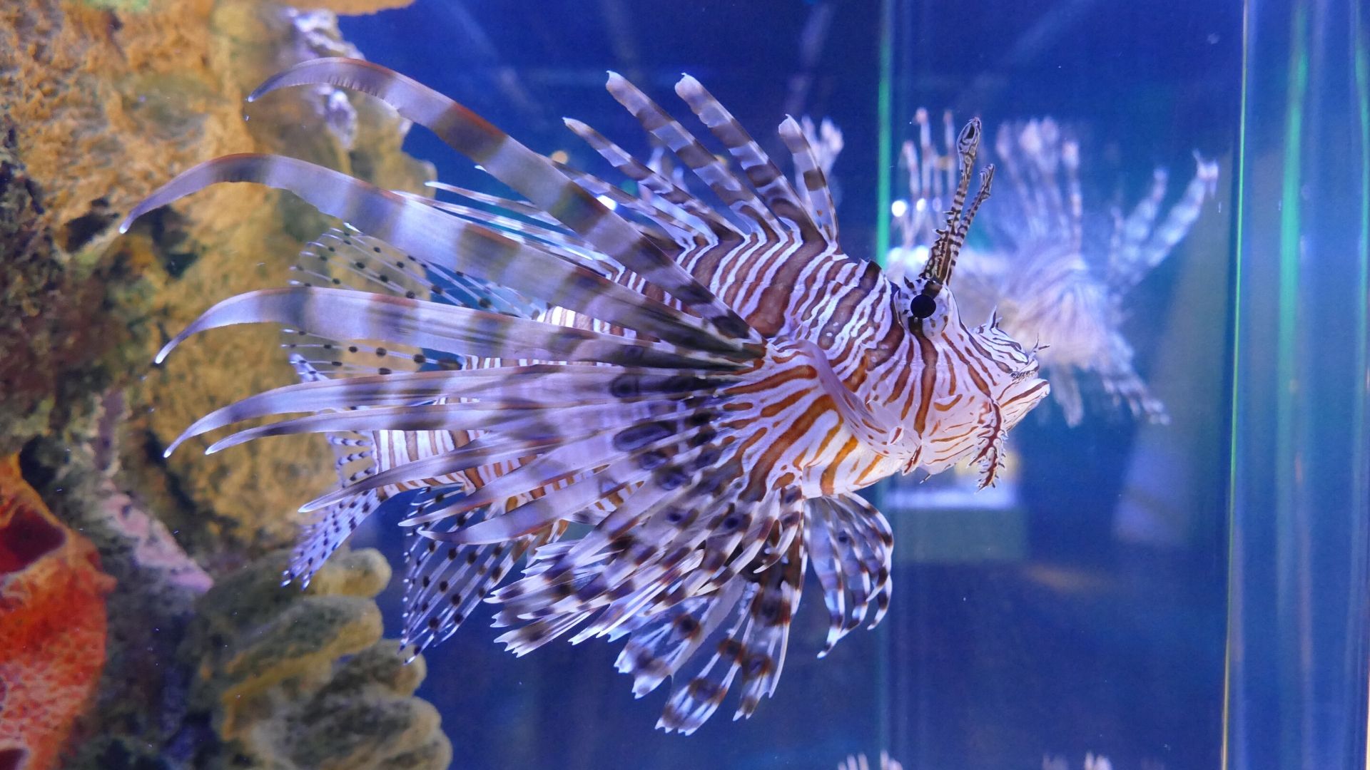 lionfish