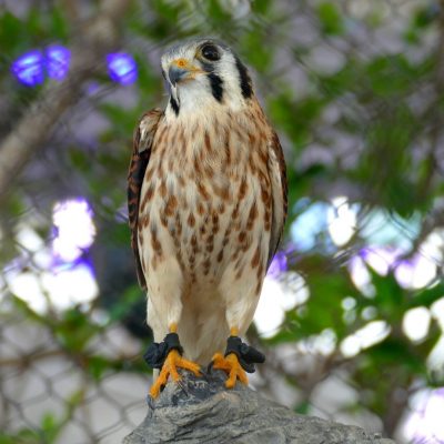 injured bird