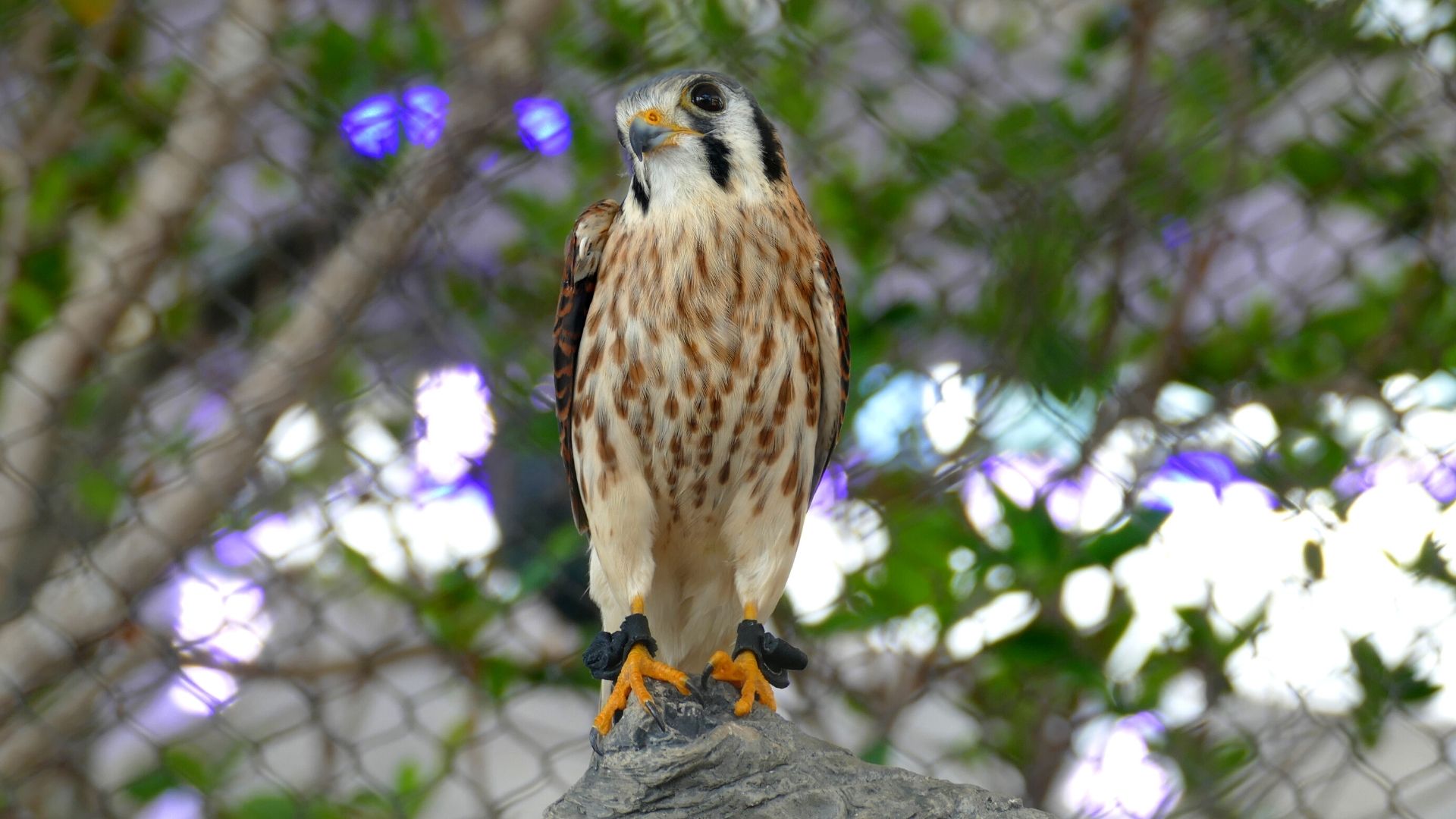 injured bird