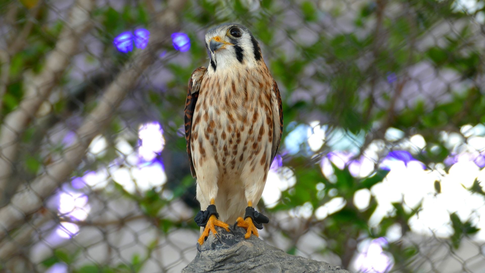 injured bird