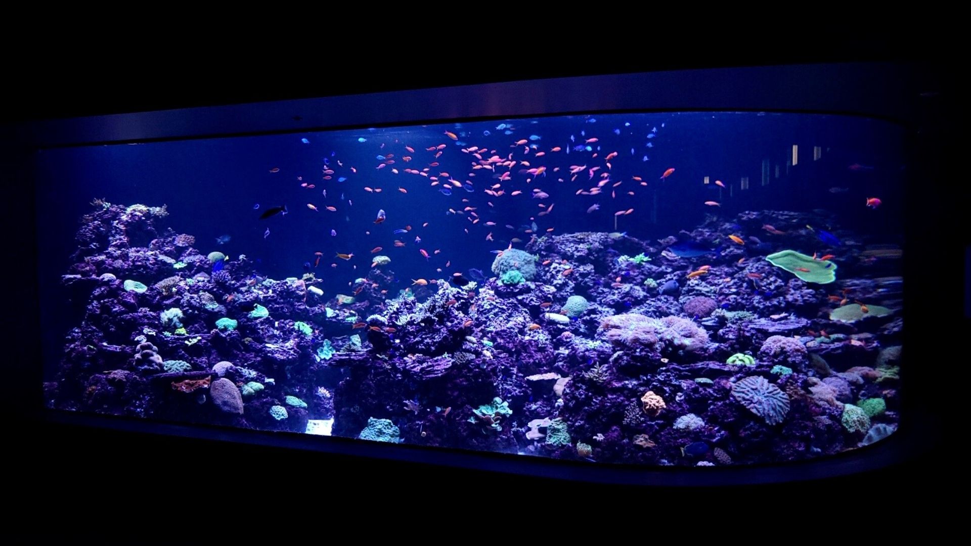 aquarium with fish and coral