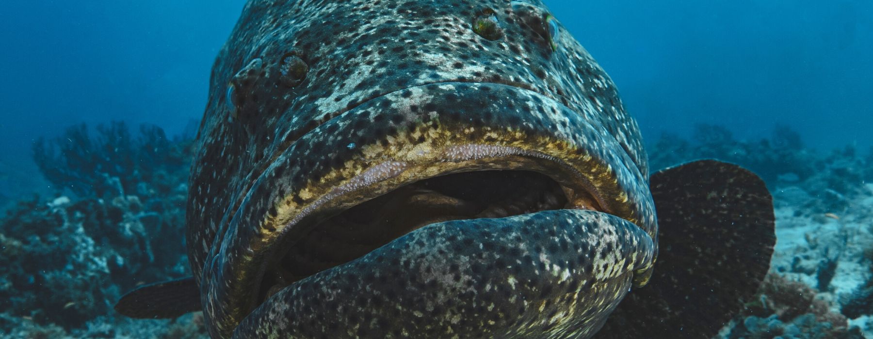 image of large fish showing open mouth