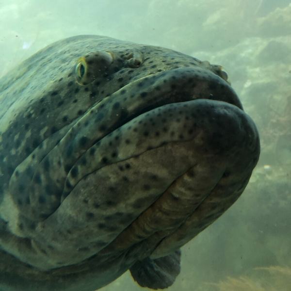 image of large fish in an aquarium exhibit at Frost Science museum