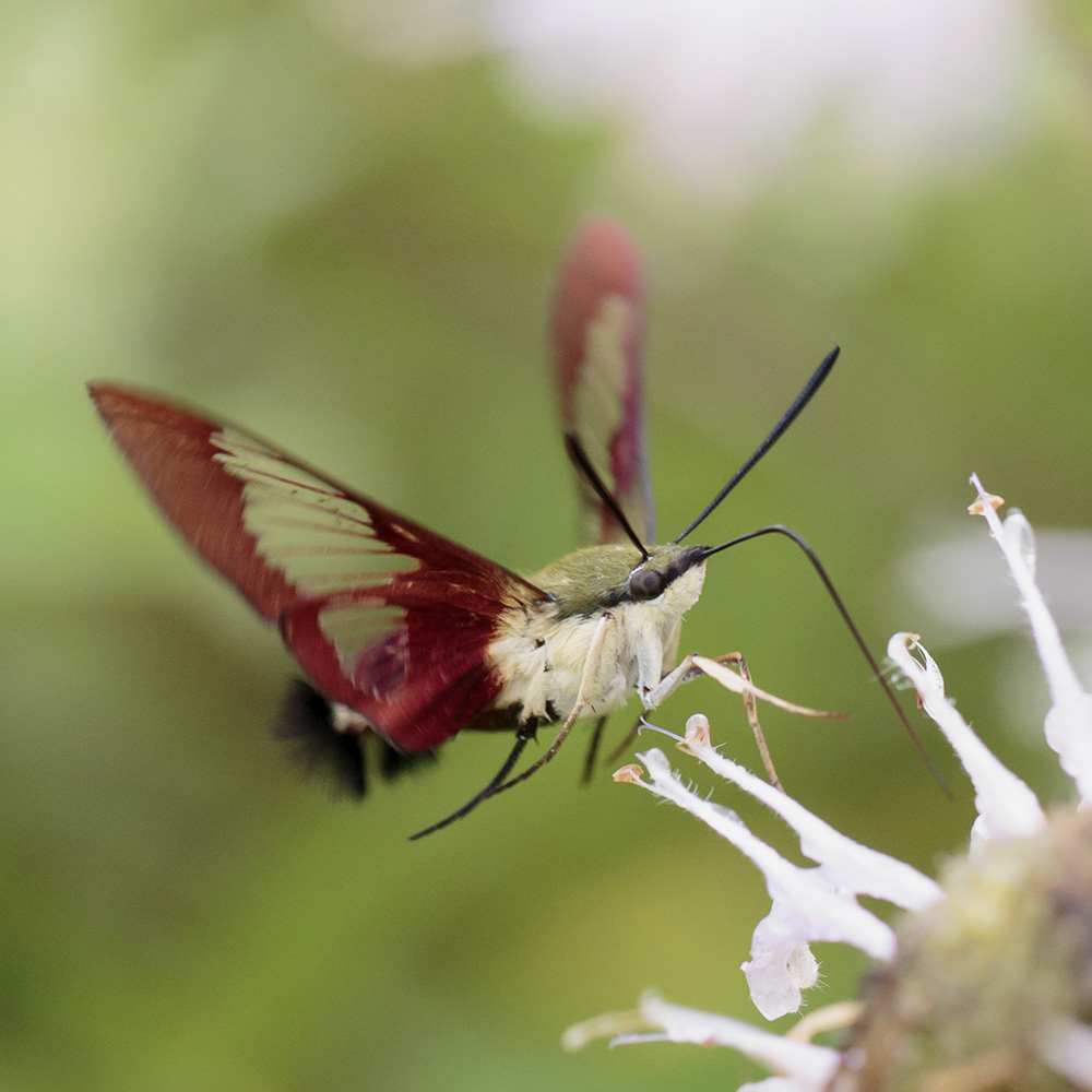 Hummingbird Clearwing Moth, Shenandoah National Park, NPS