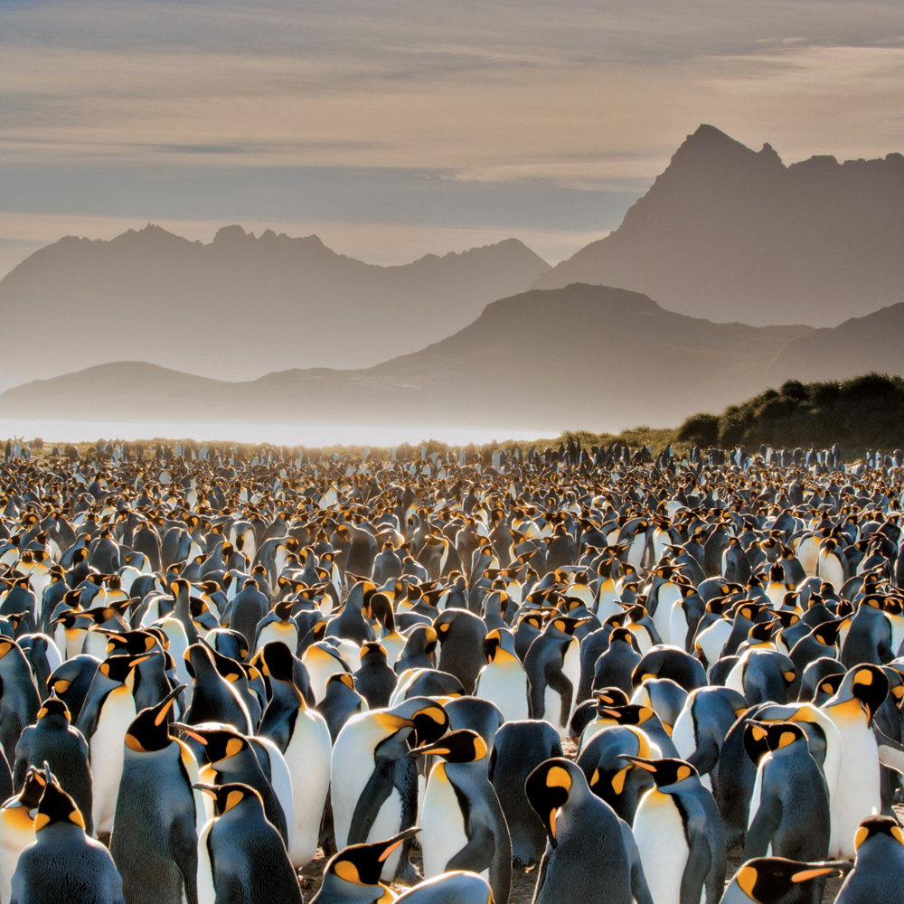 A sea of king penguins (Aptenodytes patagonicus) stretch out to meet the hills on South Georgia Island in the southern Atlantic Ocean. King penguins, the second largest penguin species, congregate here starting in September. The aquatic birds form breeding colonies that can reach up to tens of thousands in number.