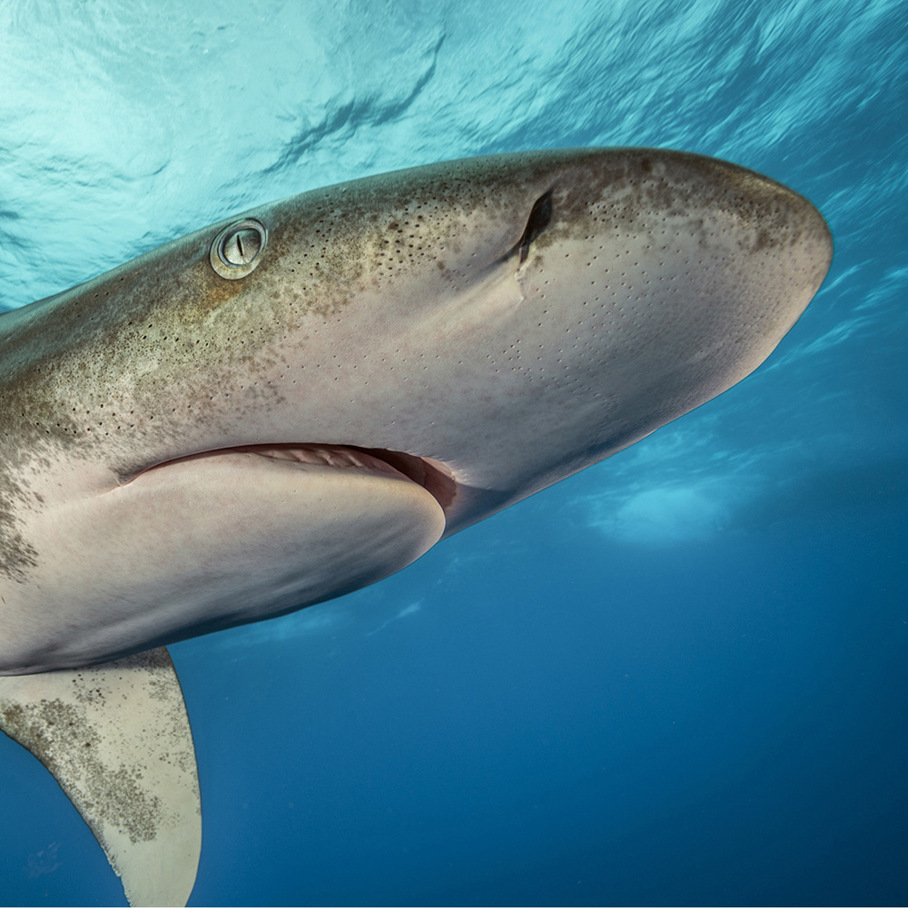 Oceanic whitetip shark, Cat Island, Bahamas.
