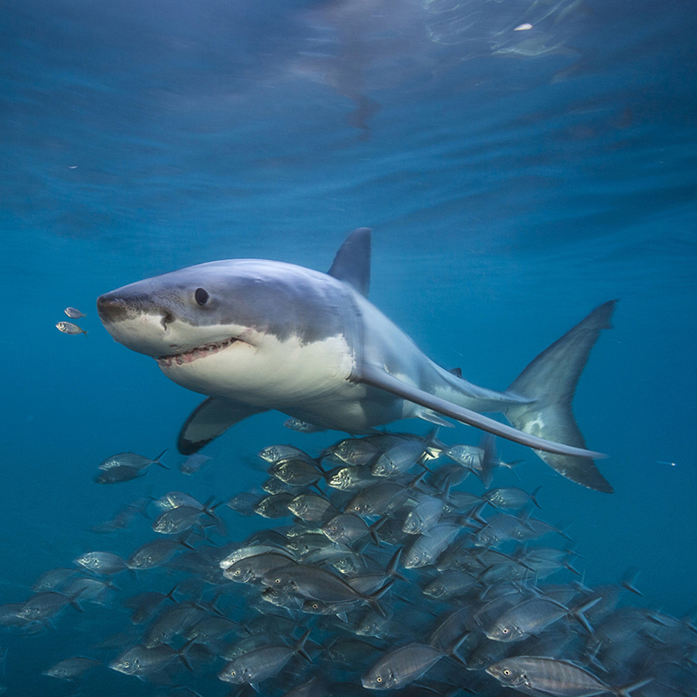 Photo of a large shark off Australia with a school of siver jacks.