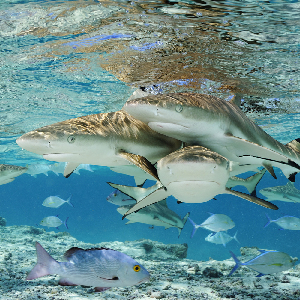 Group of three blacktip reef sharks.