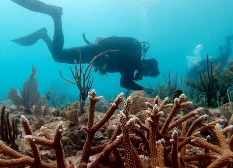 scuba diver in coral reef