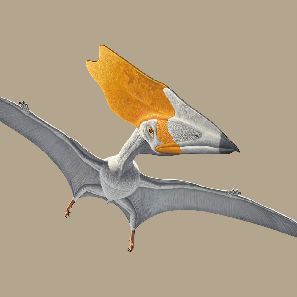 Graphic image of Thalassodromeus pterosaur.