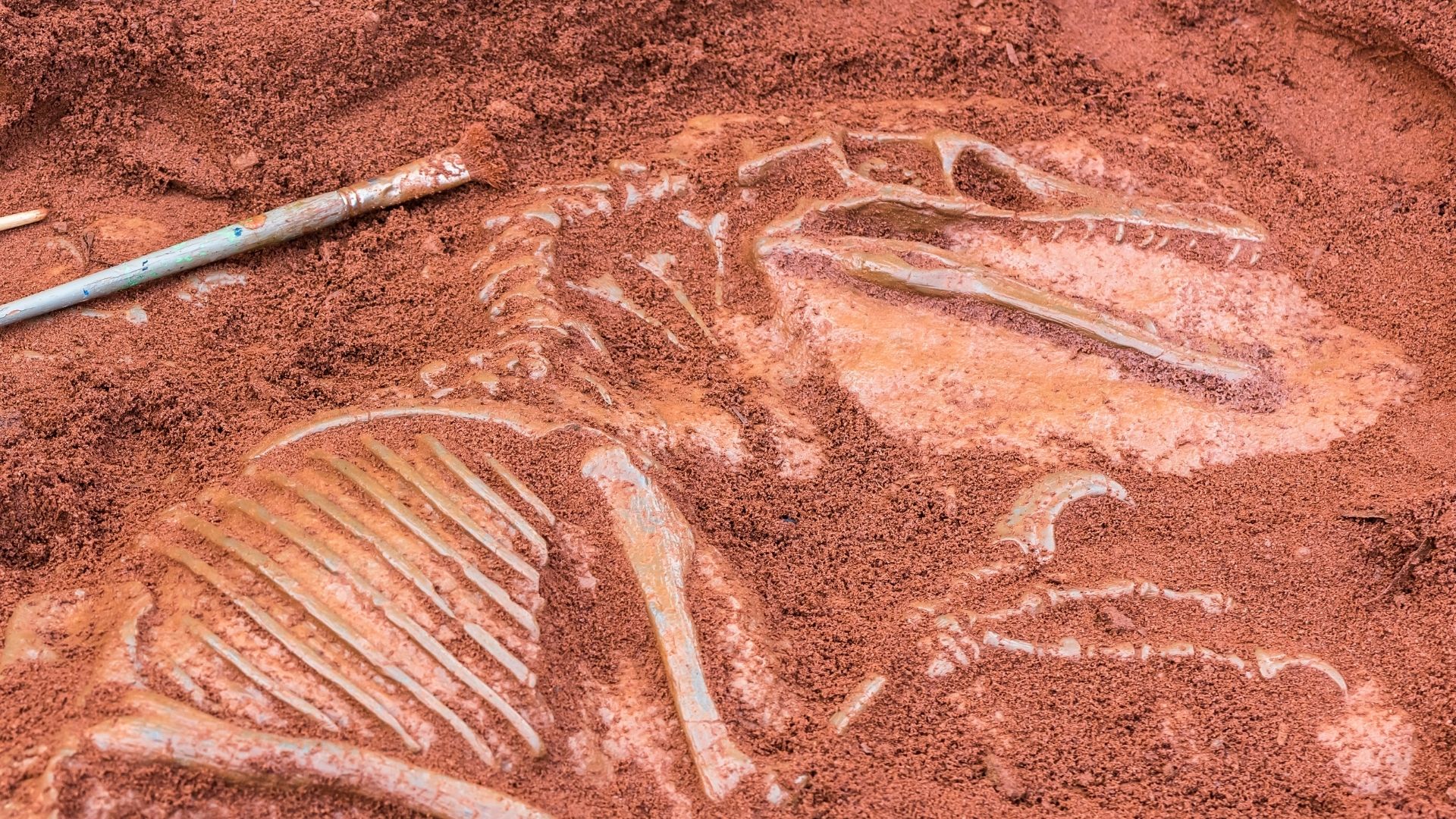 Virtual Summer Camp 2021 Paleontology 101 Virtual Summer Camp 2021 Paleontology 101