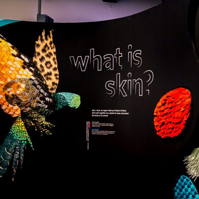 Entrance of Skin: Living Armor, Evolving Identity exhibition.