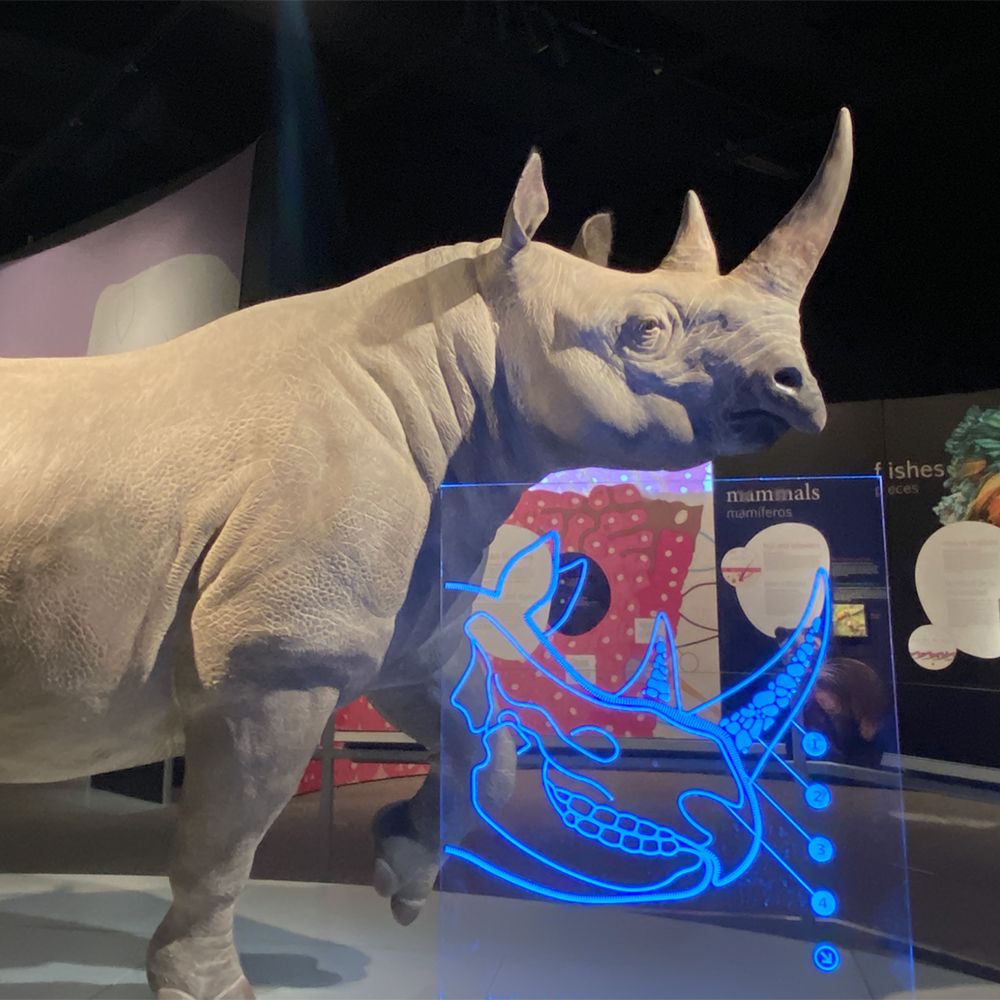 Photo of life-size Black Rhinoceros model.