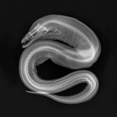 X-ray image of Viper moray (Enchelynassa formosa) eel