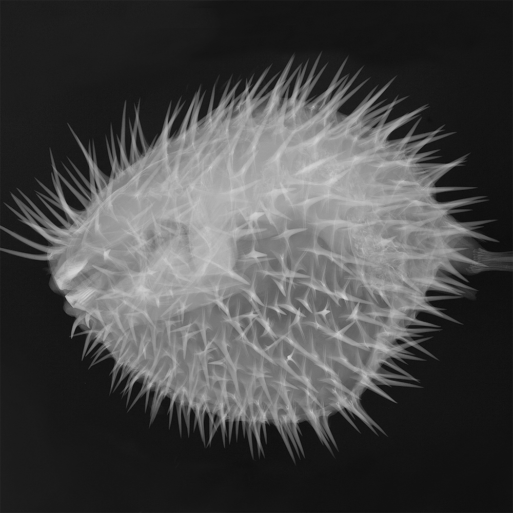 X-ray image of Long-spine porcupine fish (Diodon holocanthus)