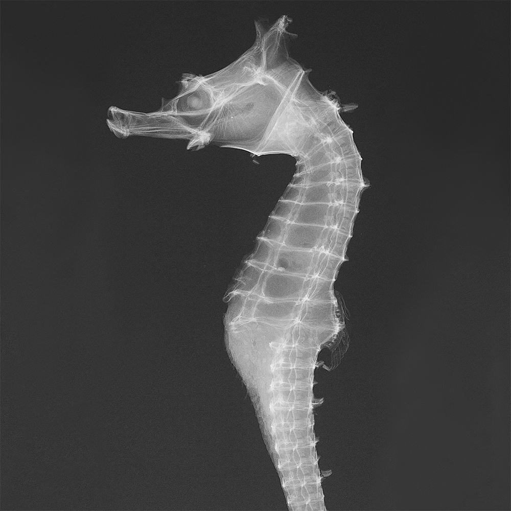 X-ray image of Dhiho’s seahorse (Hippocampus sindonis)