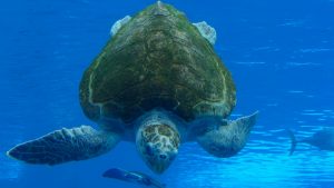 Sea turtle swimming down