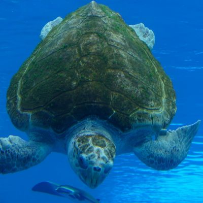 Sea turtle swimming down