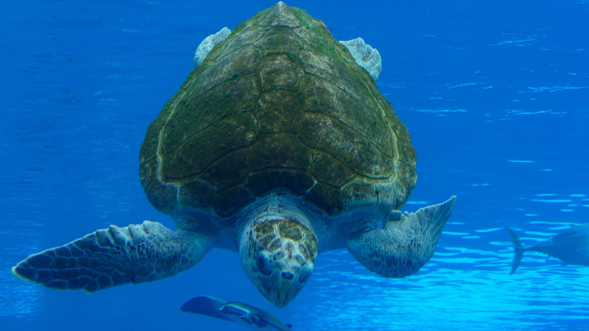 Sea turtle swimming down