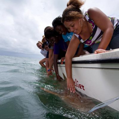 Upward Bound Math and Science program tagging a shark.