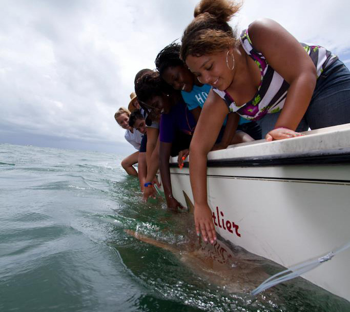 Upward Bound Math and Science program tagging a shark.