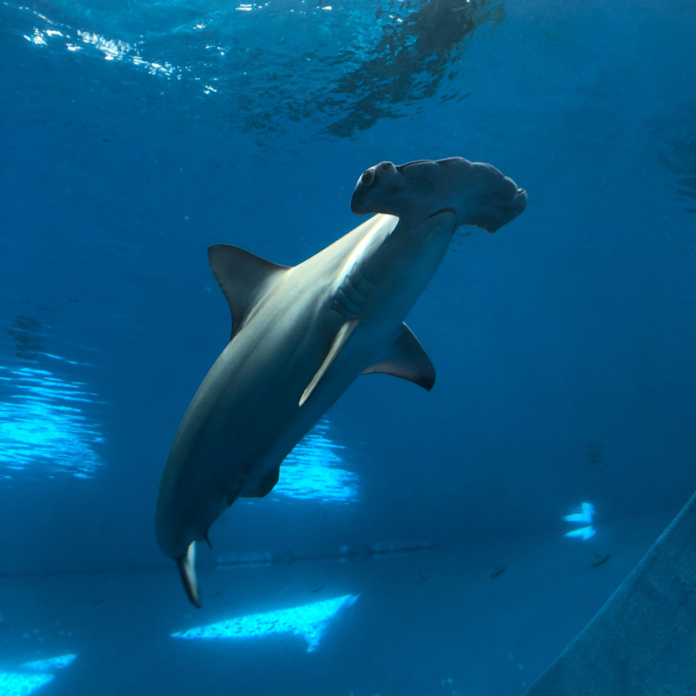 Hammerhead shark in water