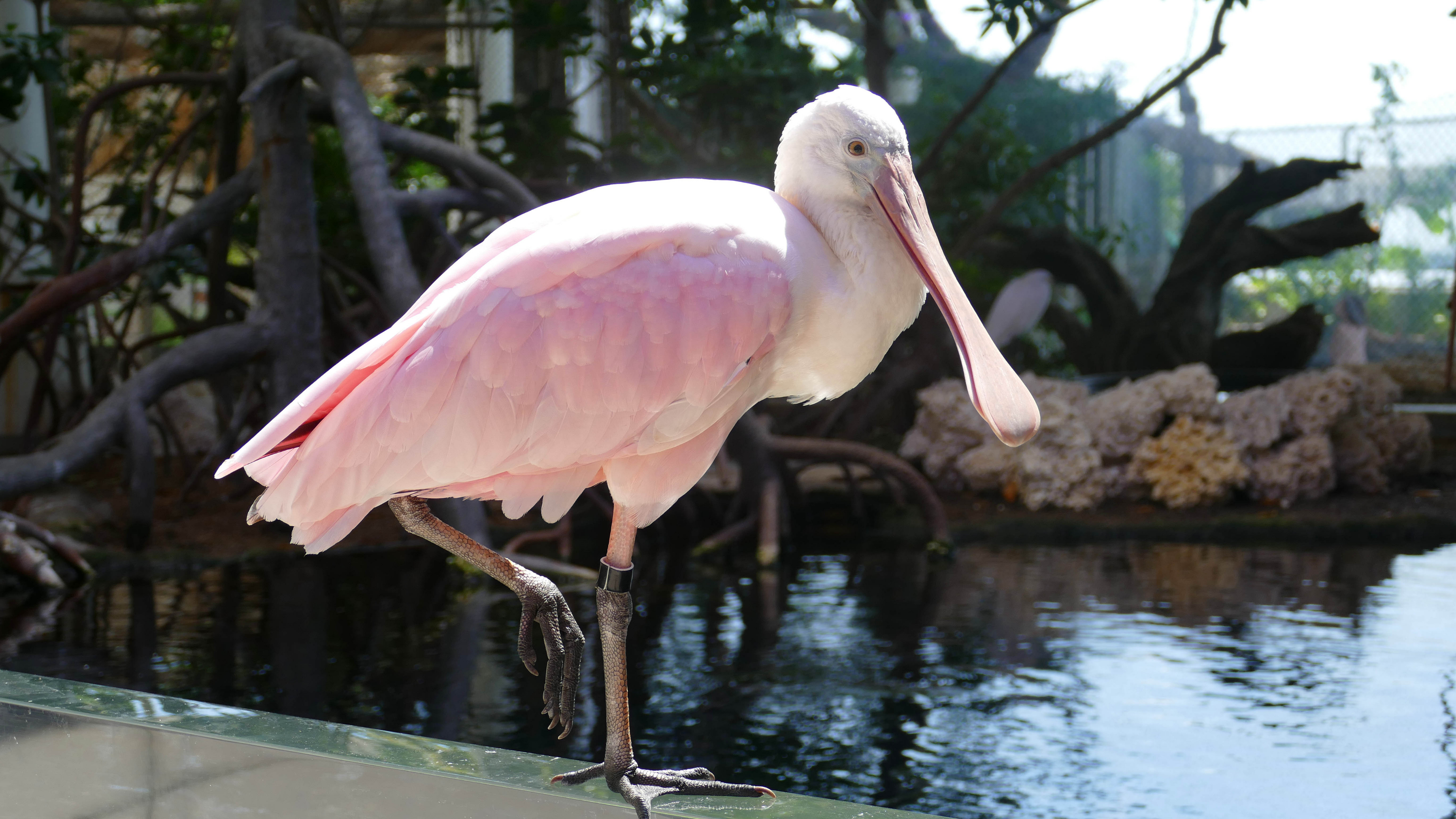 Roseate Spoonbill