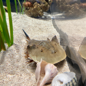 Horseshoe crab in its tank