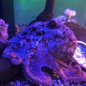 Red octopus in its tank