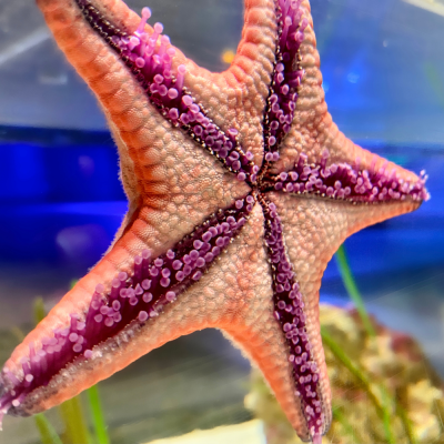 Sea star in its tank