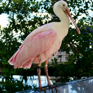 Spoonbill in the mangrove forest