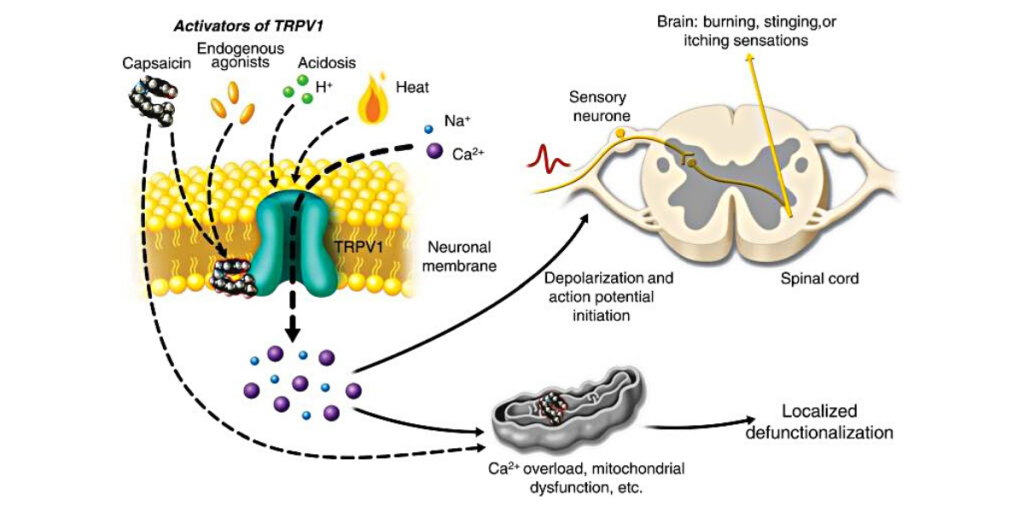 Activation of TRPV1 by capsaicin