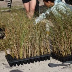 Close up of sea oat plants ready to be planted