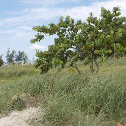 Landscape image showing tree and plants on sandy beach
