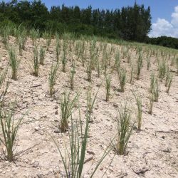 Sea oat plants planted in rows