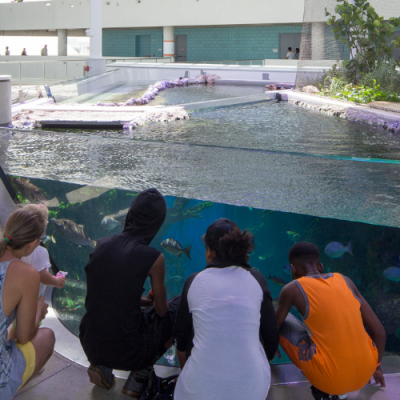 Guests looking at tank