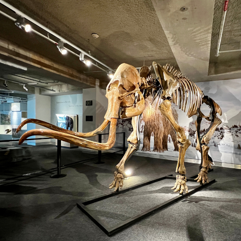 Mammoth