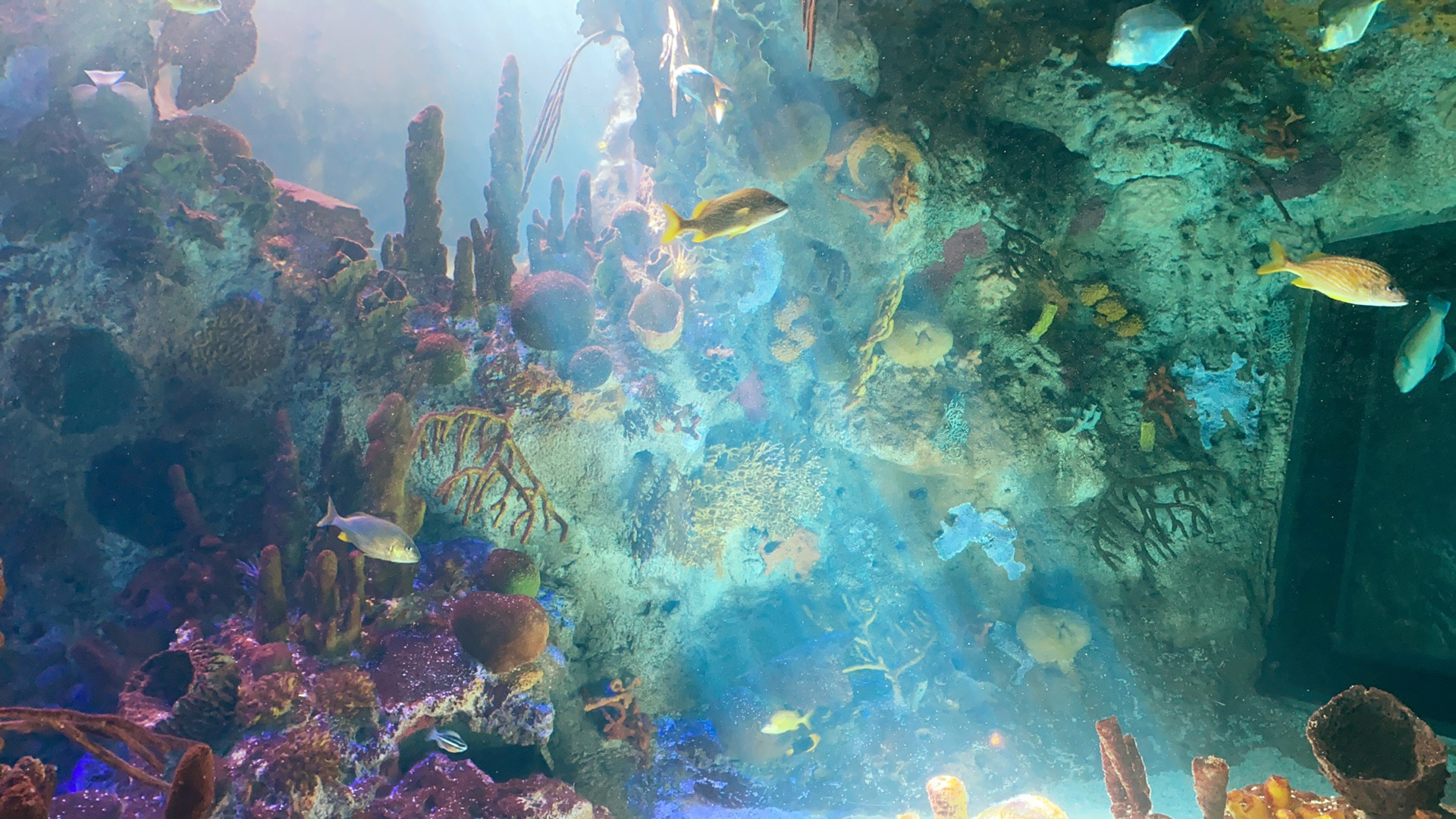 Aquarium In Miami