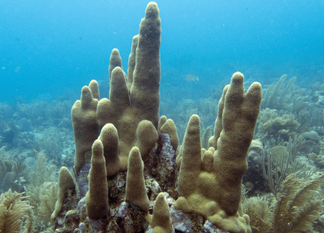Caribbean Pillar Coral