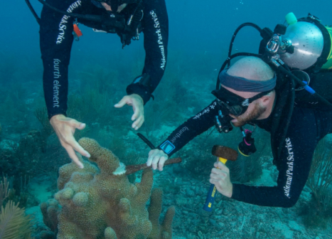 divers with pillar coral