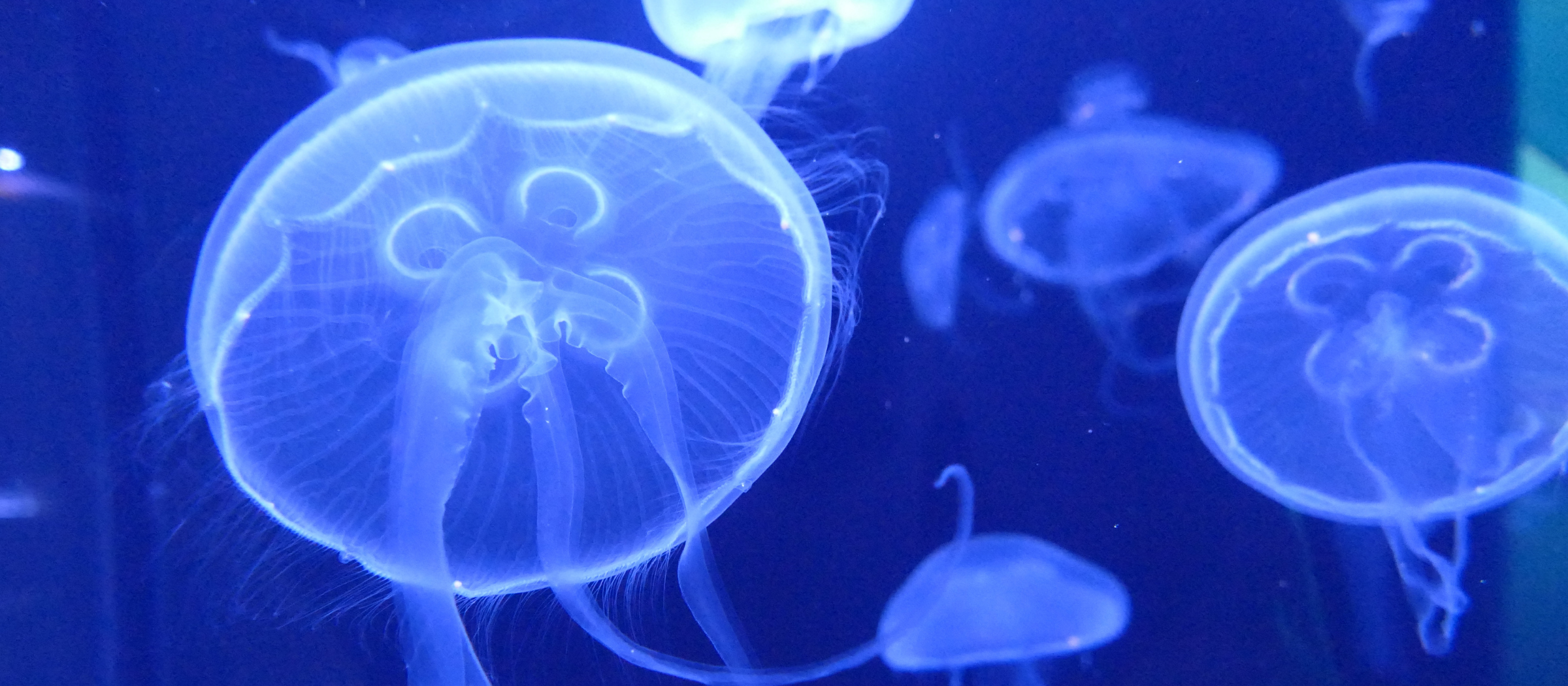 jellies in dive